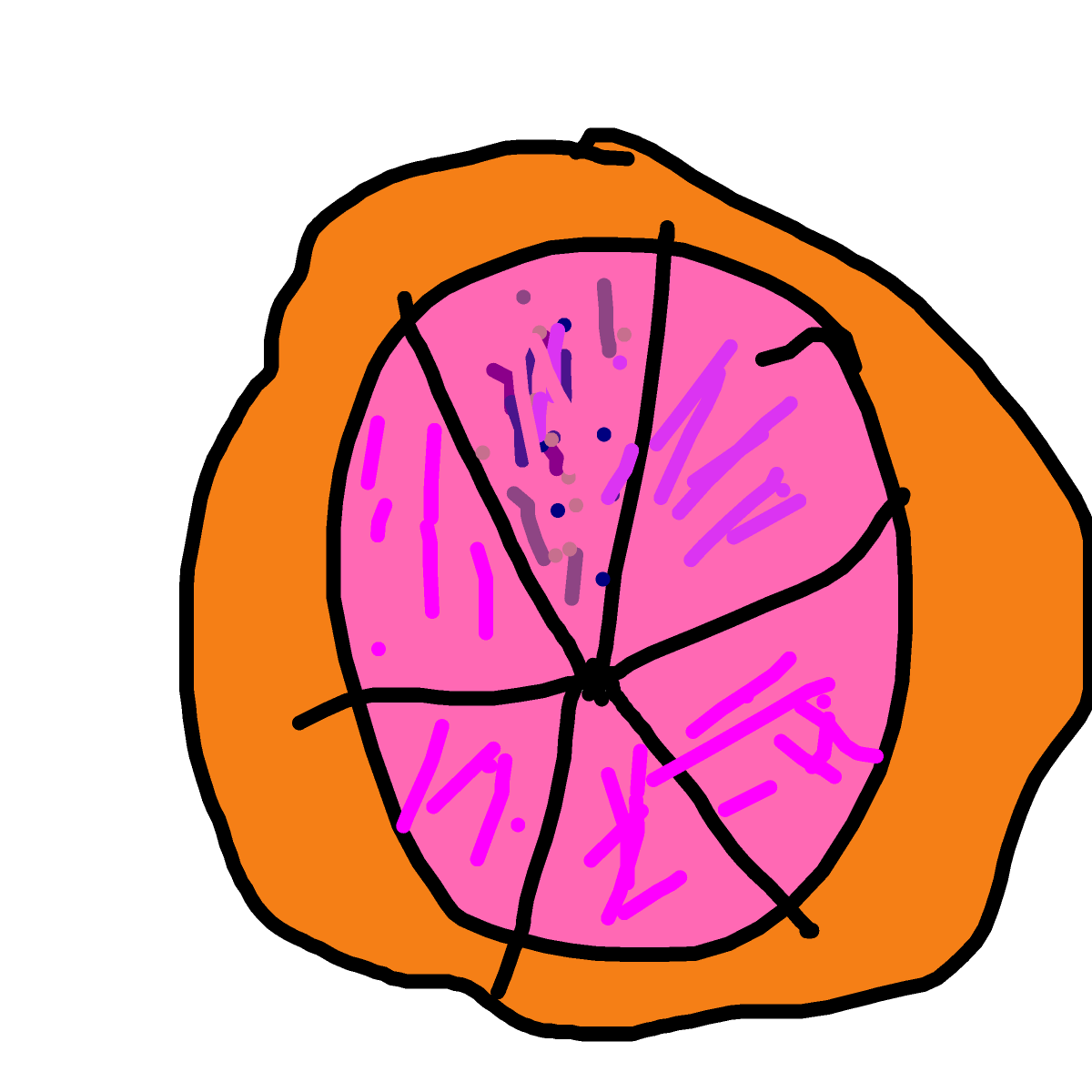Grapefruit drawing by coral-sun-illustrator