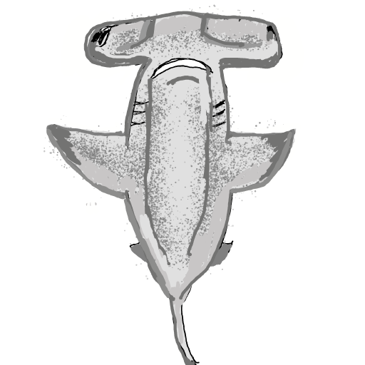 Hammerhead drawing by manders