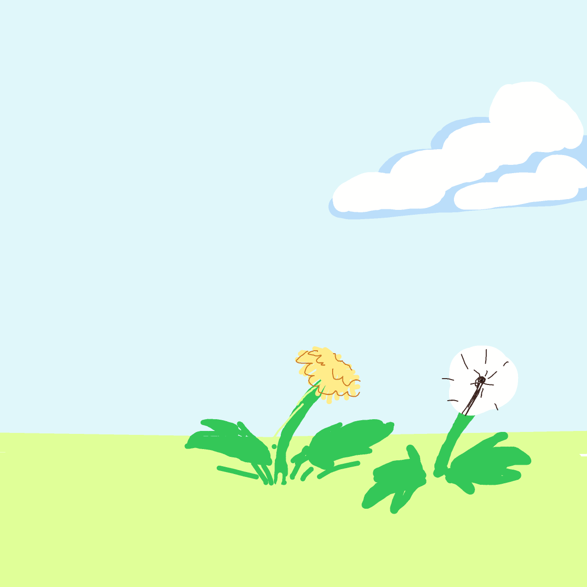 Dandelion drawing by gummy squirm