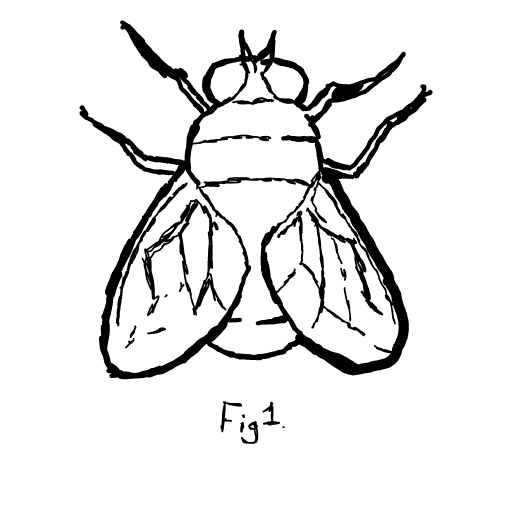 Fly drawing by Guardianoflives