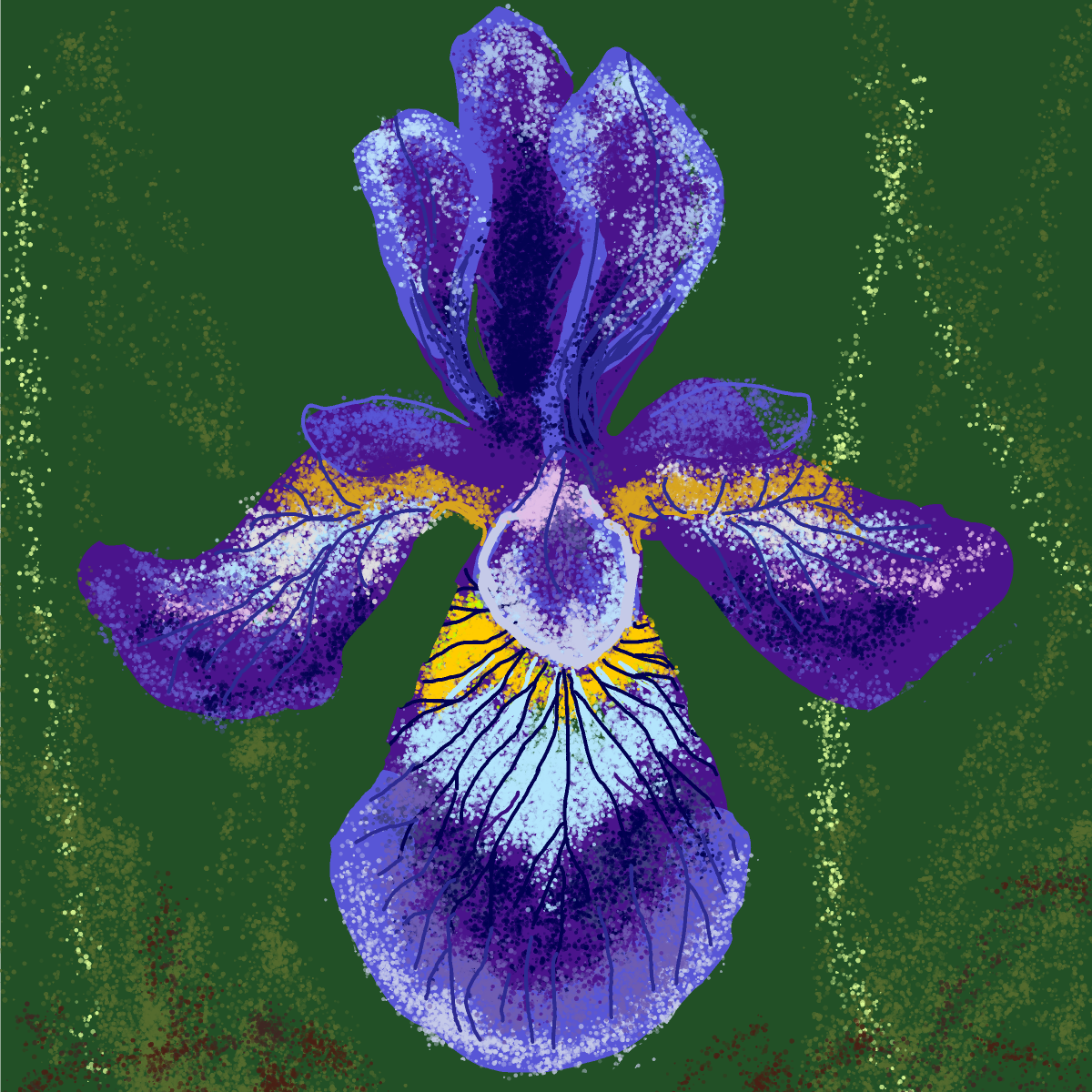 Iris drawing by Soybean