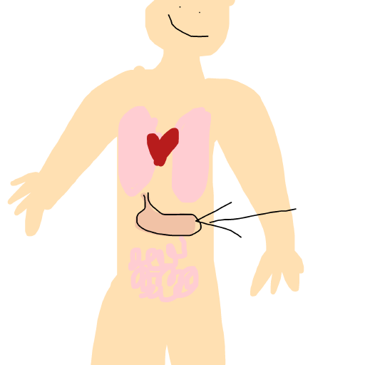 Stomach drawing by beksss