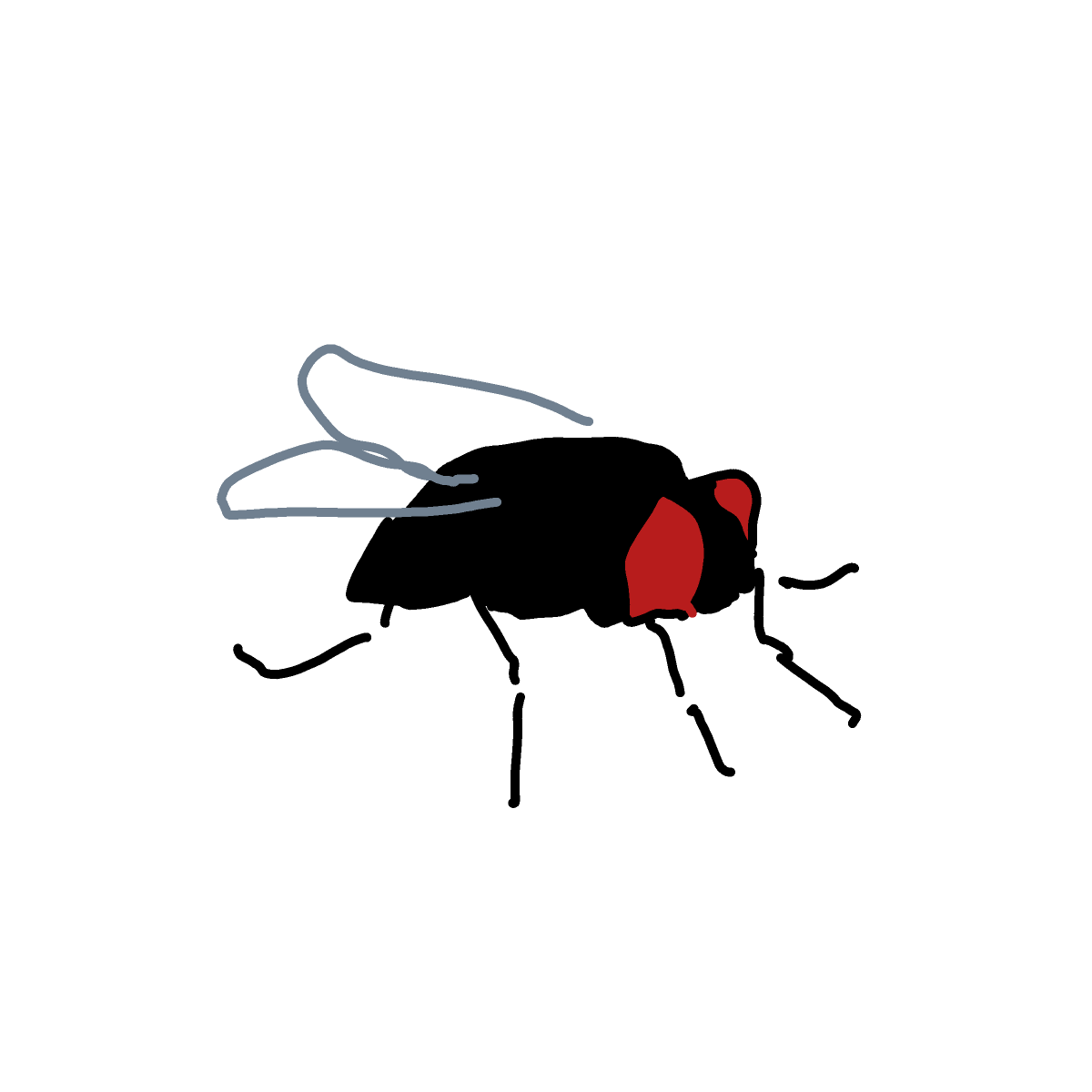 Fly drawing by Guardianoflives