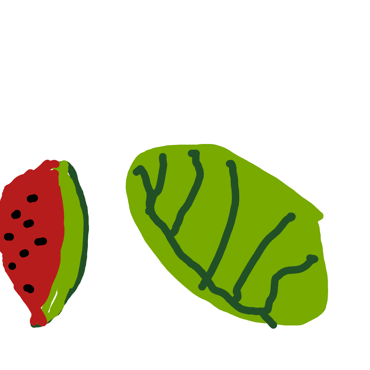 Watermelon drawing by oscar