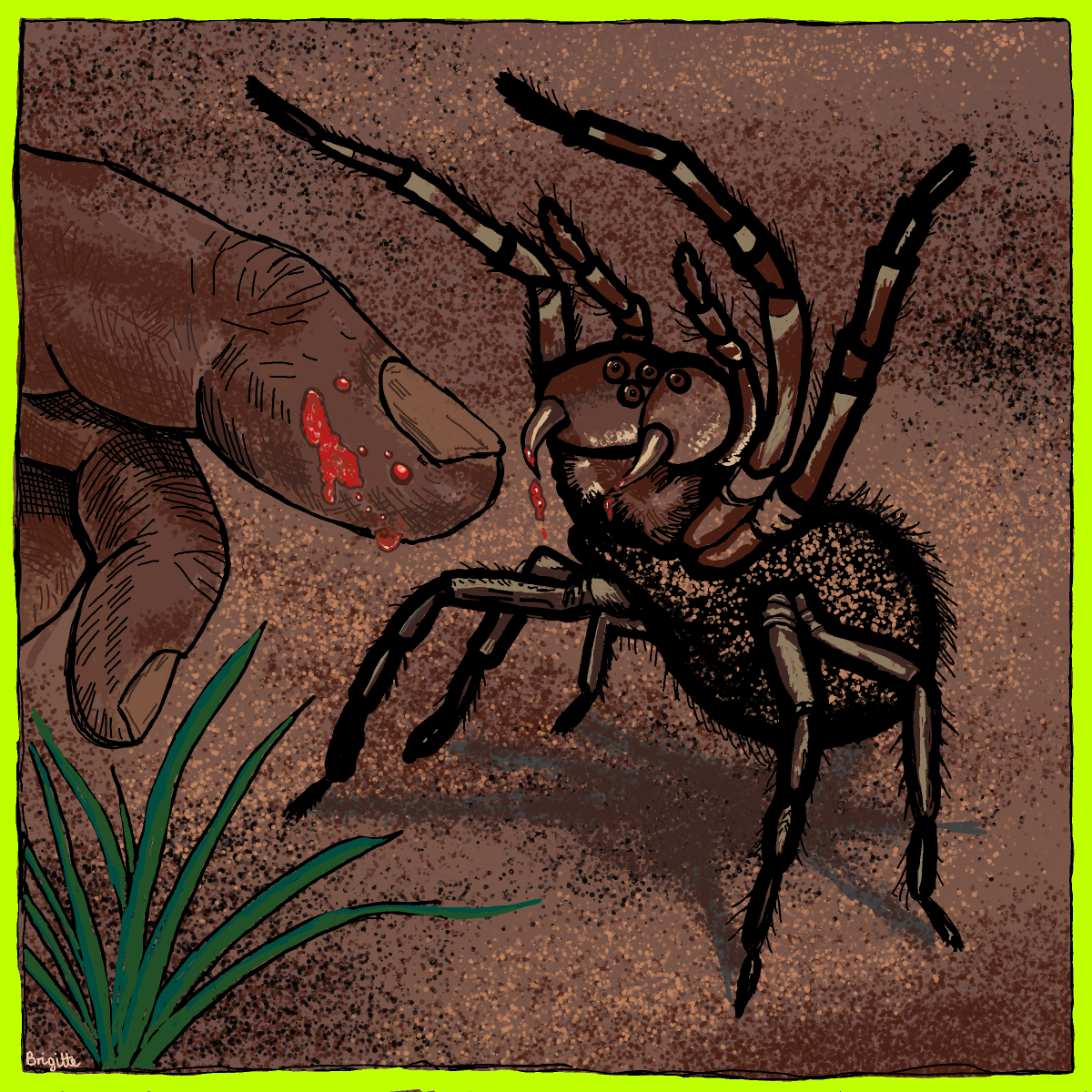 Spider drawing by Bridgitte