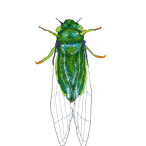 Cicada drawing by ninja
