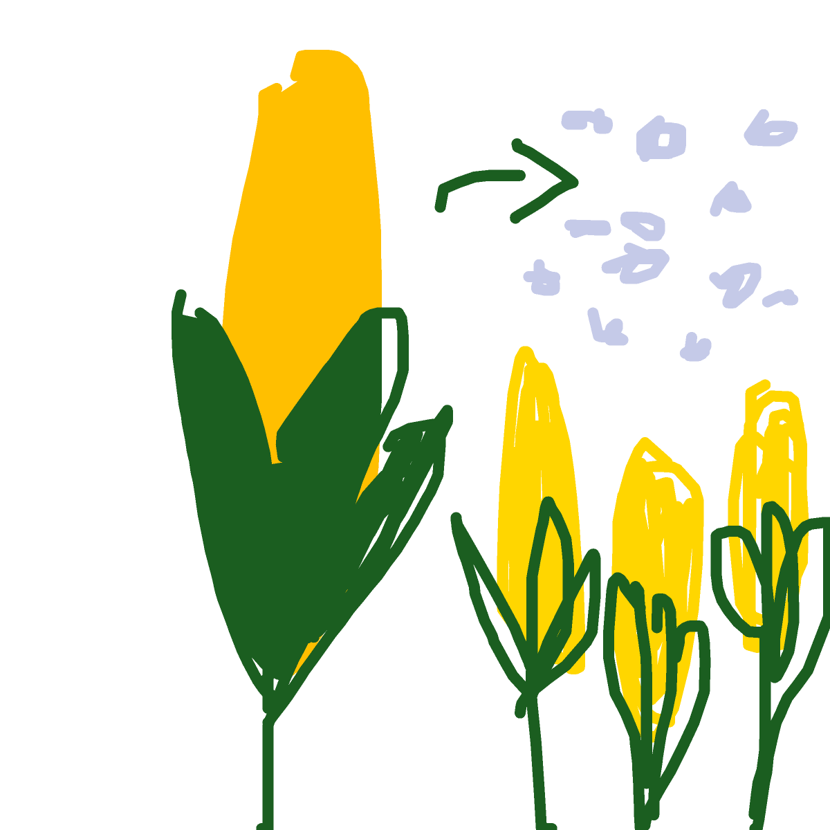 Corn drawing by tirza