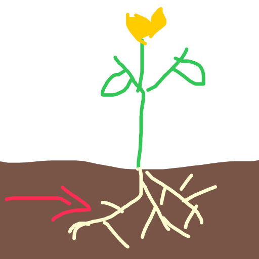 Root drawing by jester