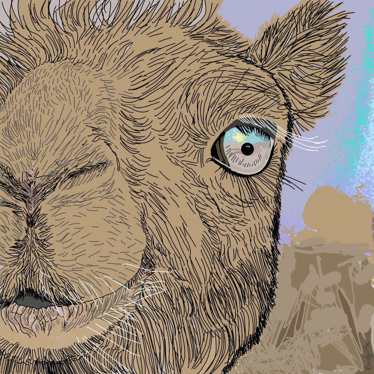 Camel drawing by Bridgitte