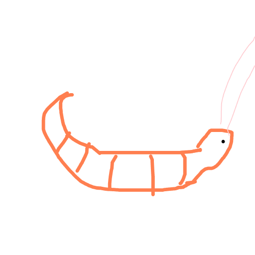 Shrimp drawing by bia