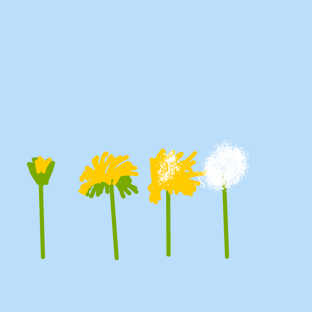 Dandelion drawing by ismael