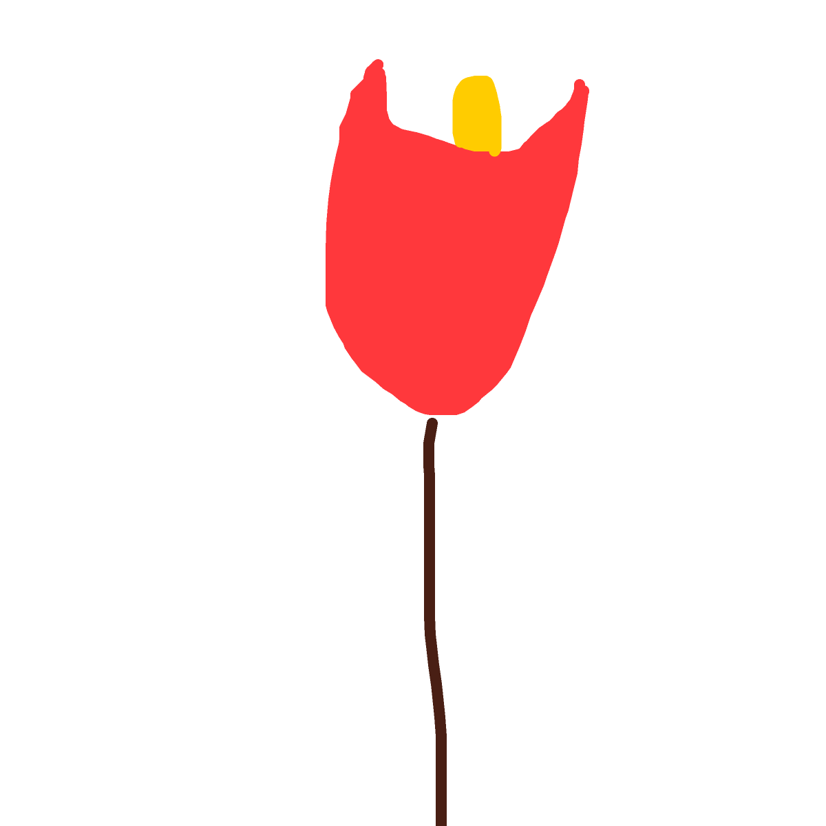Tulip drawing by bia