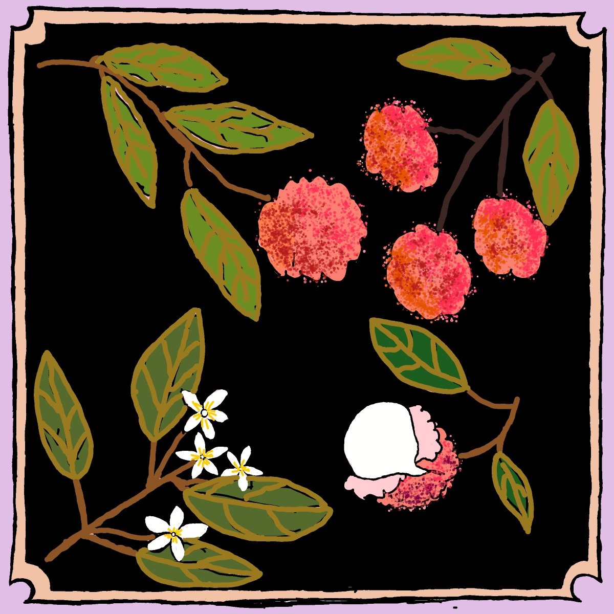 Lychee drawing by Bridgitte