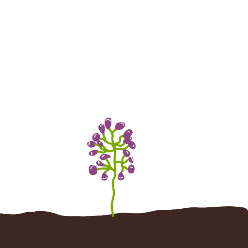 Grapes drawing by Cwis448