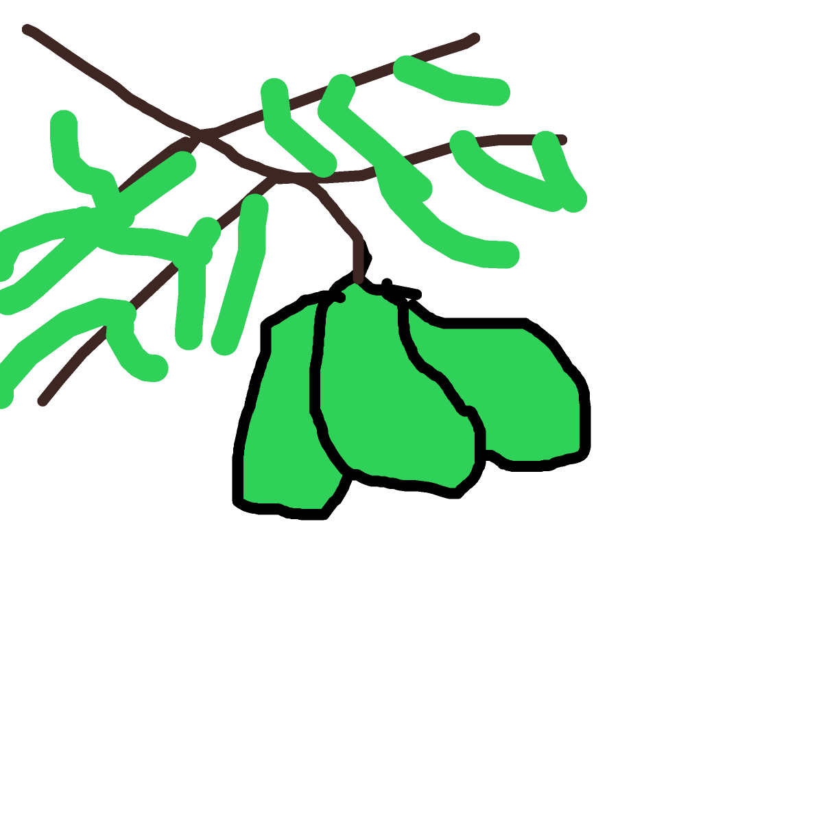 Pear drawing by troy