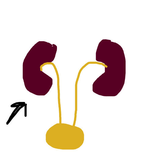 Kidney drawing by tirza