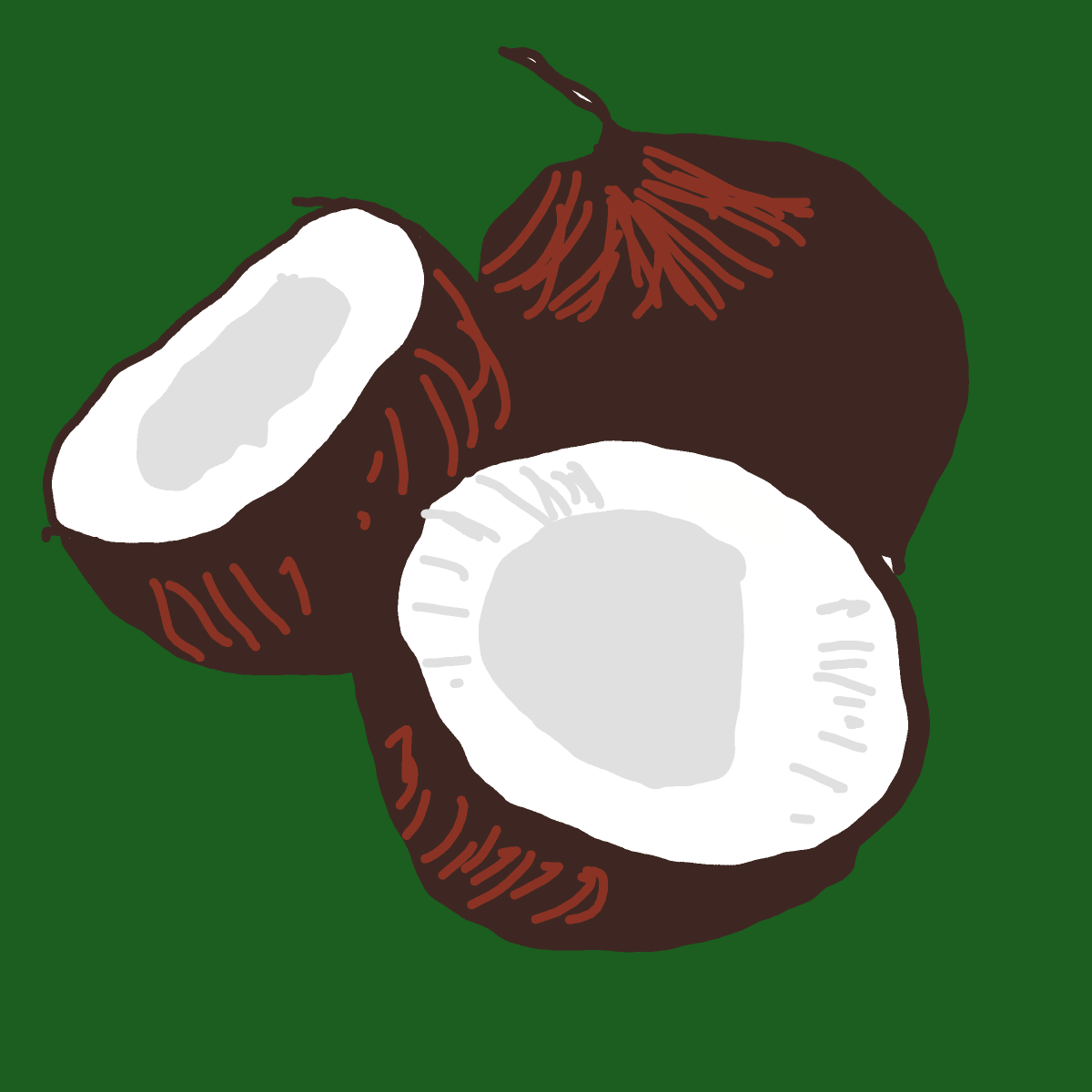 Coconut drawing by Guardianoflives