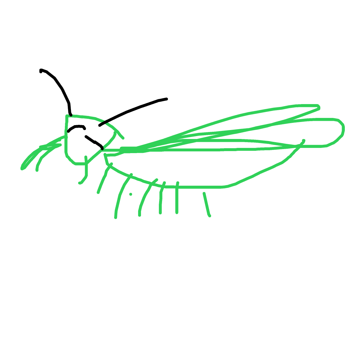 Grasshopper drawing by sarahhoadley