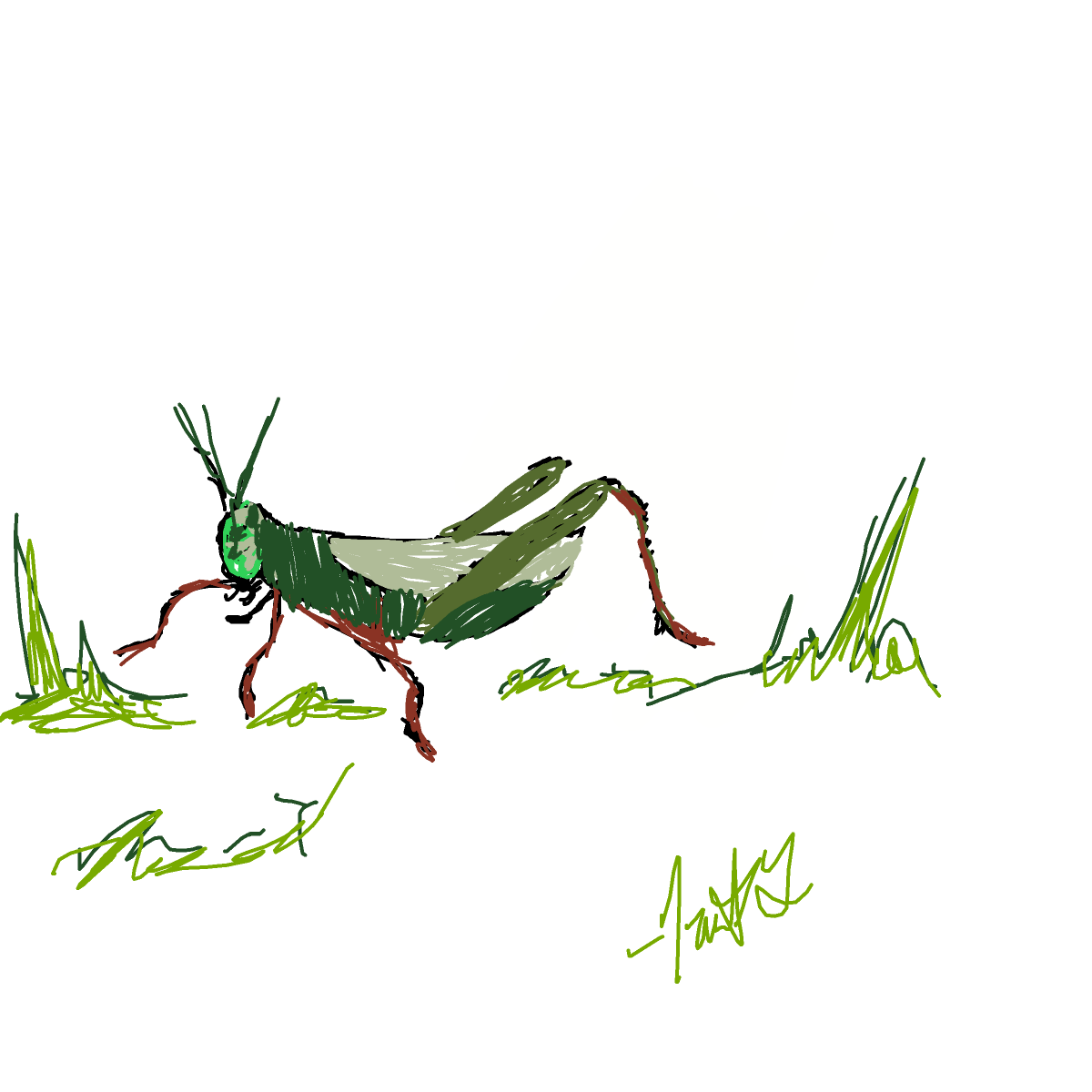 Grasshopper drawing by tris - art _ wow