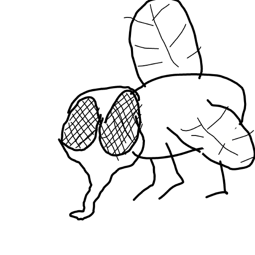Fly drawing by Nuss