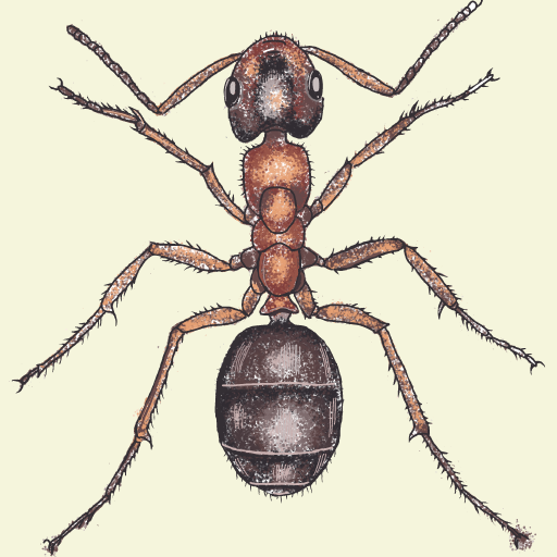 Ant drawing by Soybean