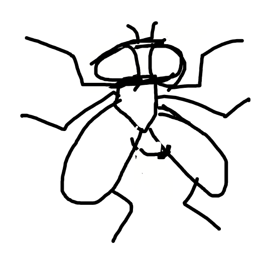 Fly drawing by jivemarlin