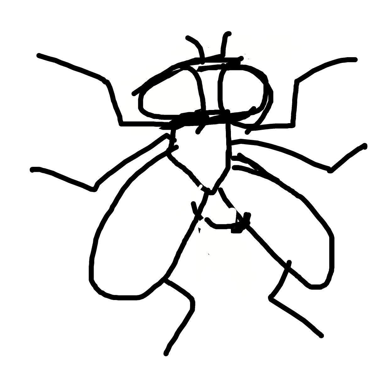 Fly drawing by jivemarlin
