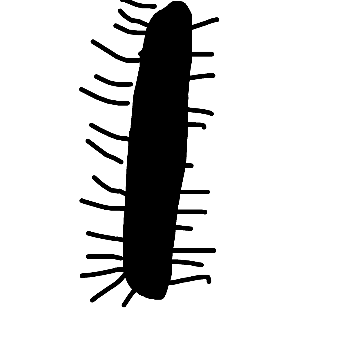 Centipede drawing by alexis