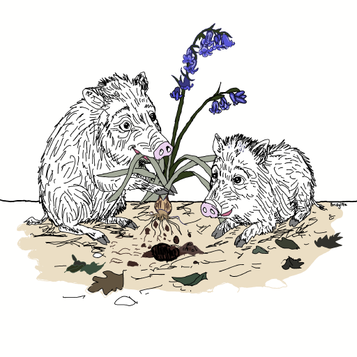 Bluebells drawing by Bridgitte