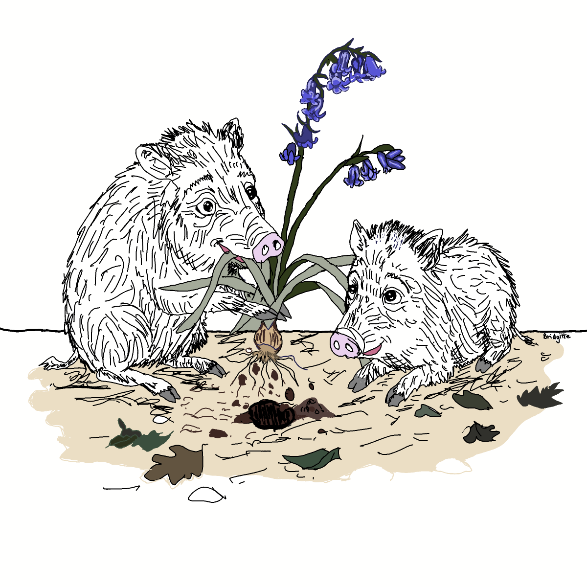 Bluebells drawing by Bridgitte