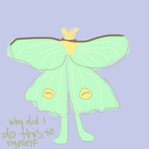 Moth drawing by piratedgender