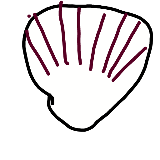 Shell drawing by Timmie