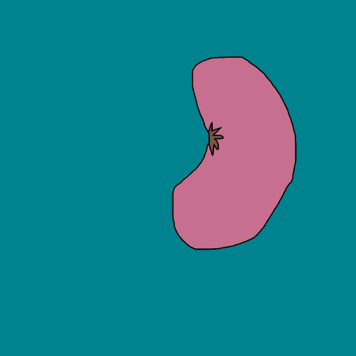 Kidney drawing by krissywissy