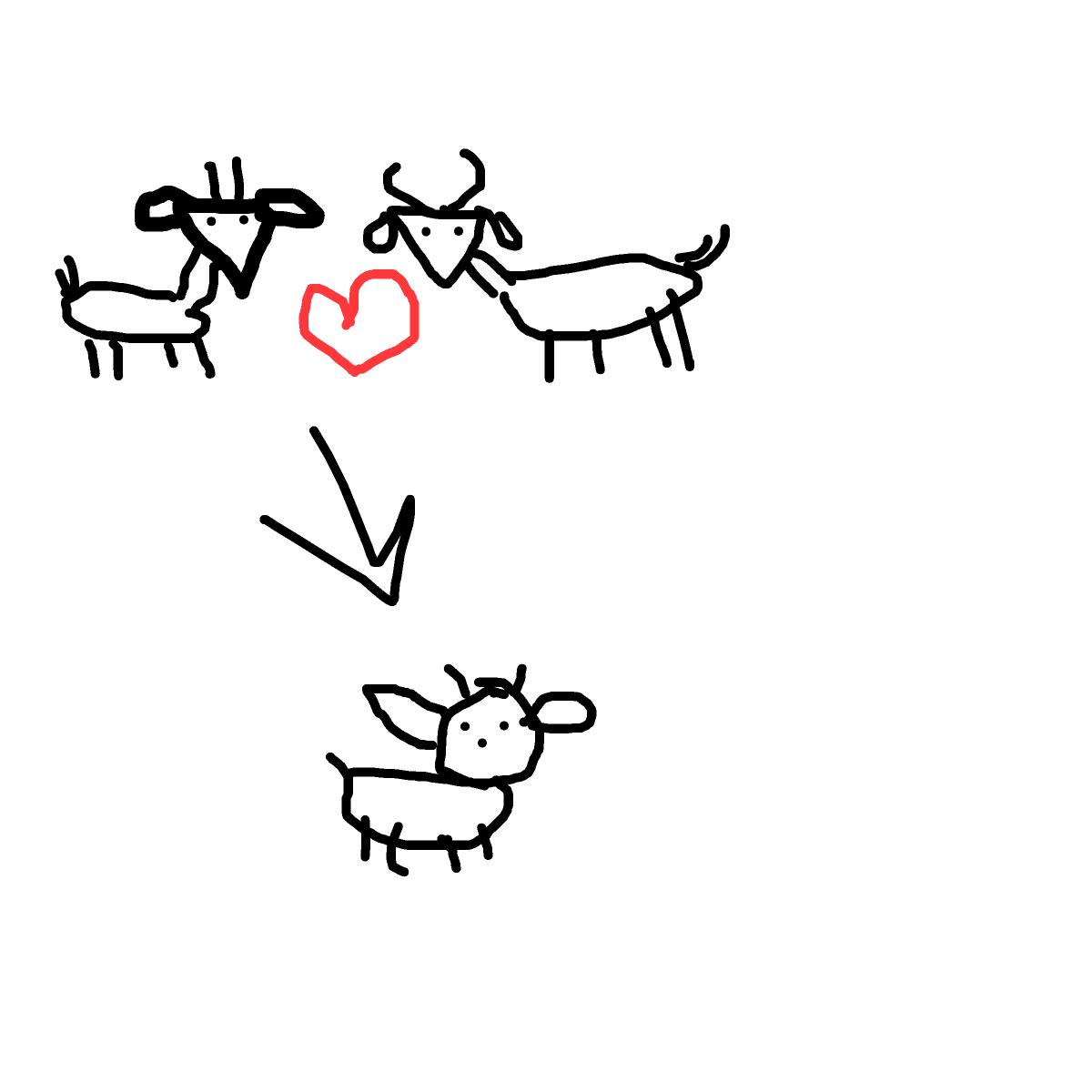 Lamb drawing by rose