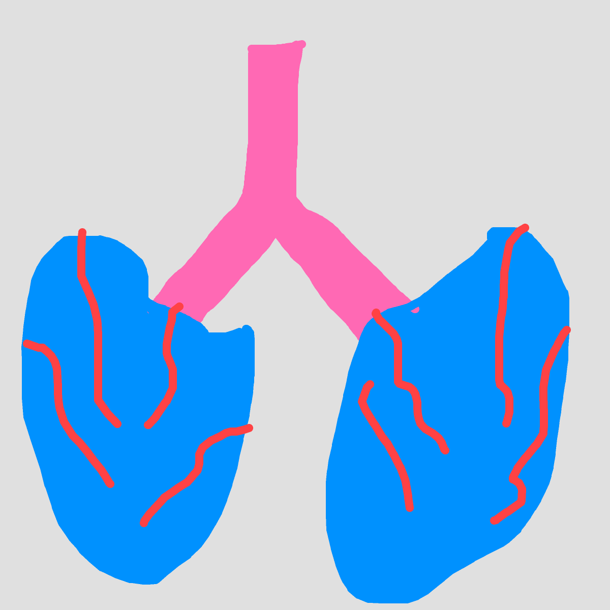 Lungs drawing by ms lady