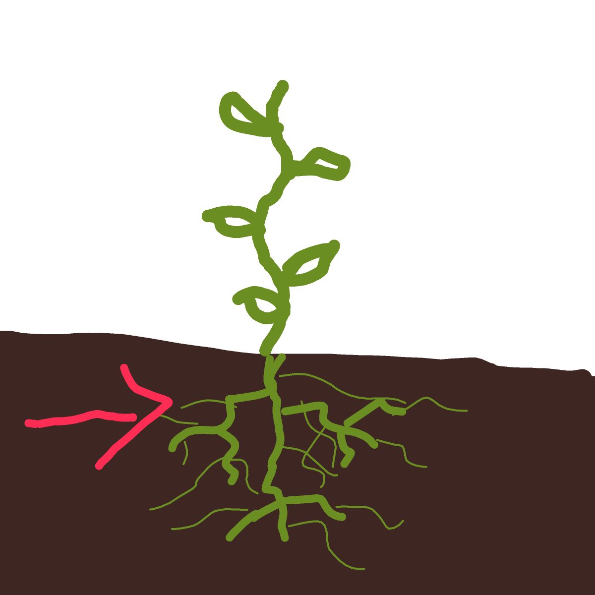 Root drawing by Nuss
