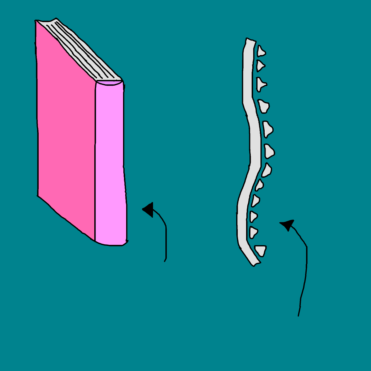 Spine drawing by krissywissy