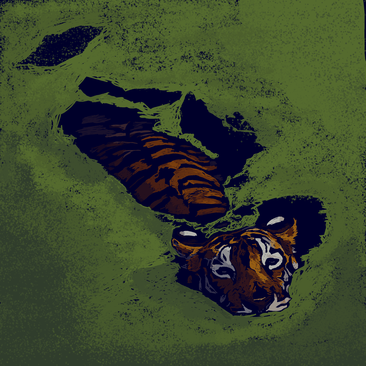 Tiger drawing by Soybean