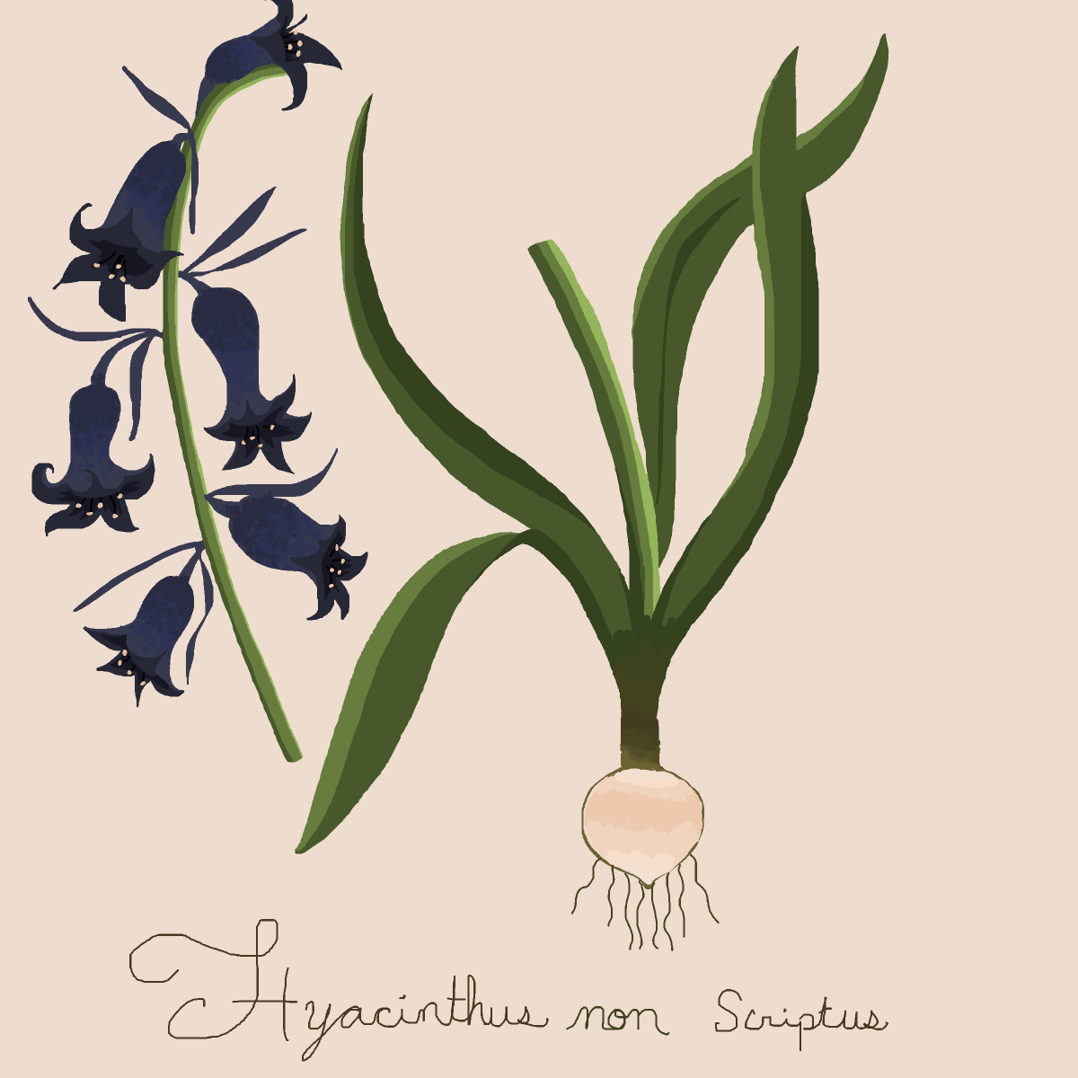 Bluebell drawing by firecracker