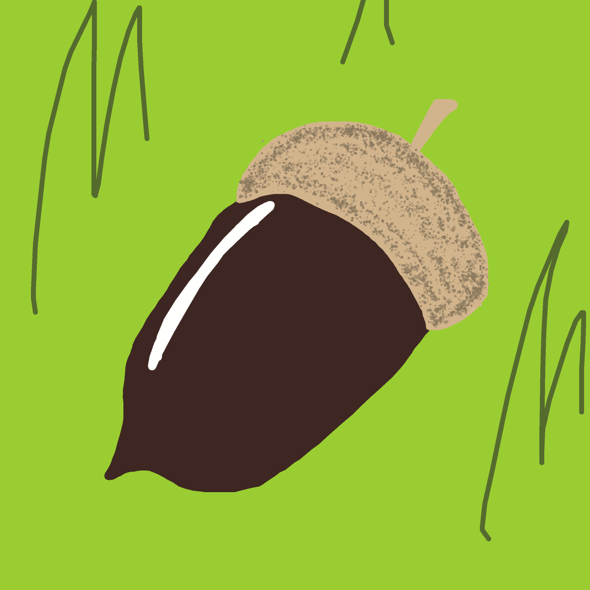 Acorn drawing by nicodarunia