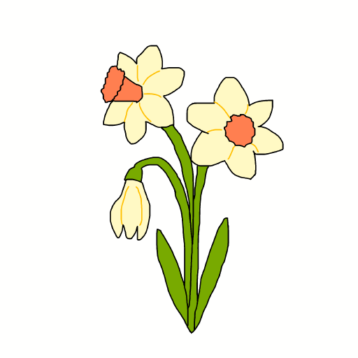 Daffodil drawing by carla