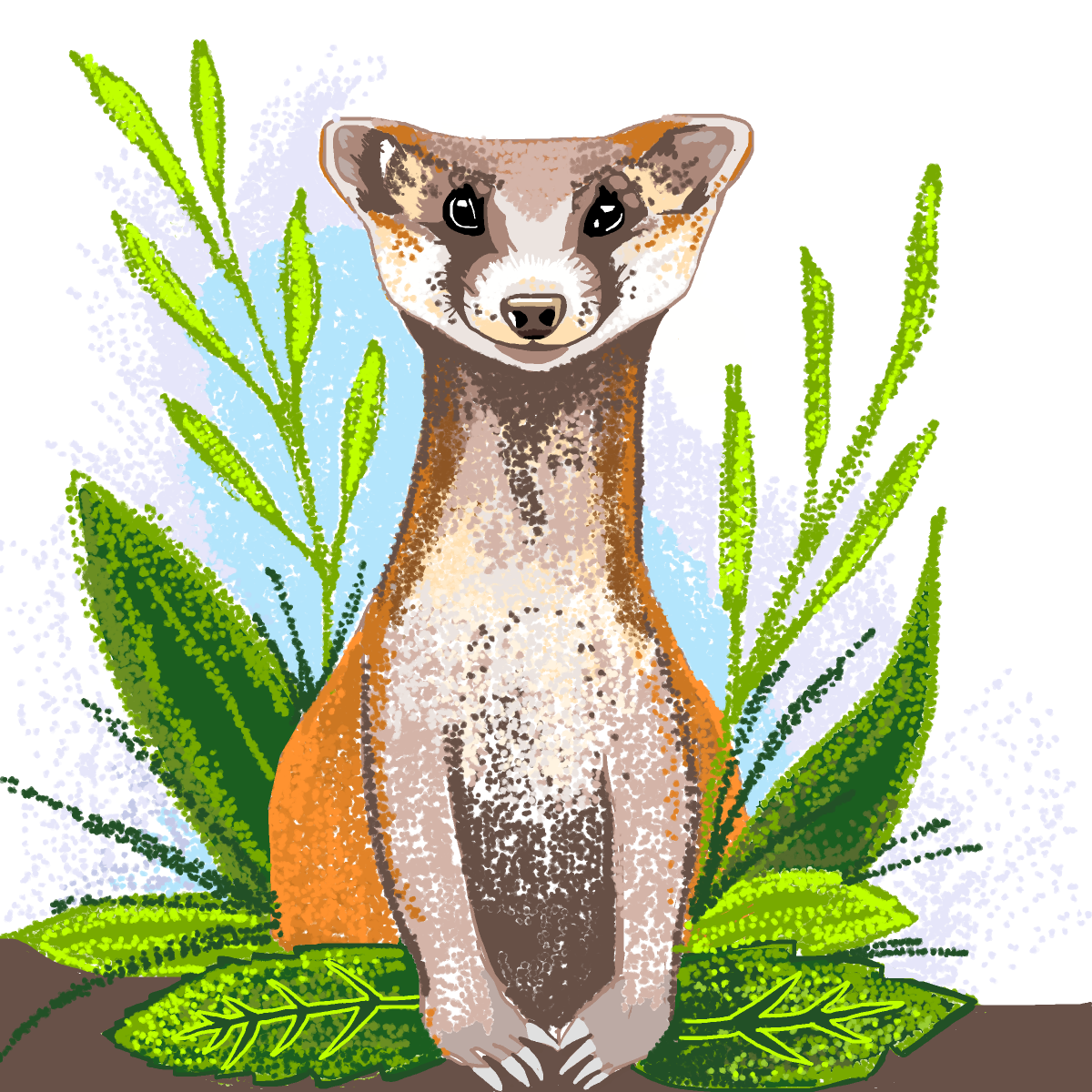 Weasel drawing by misty gris