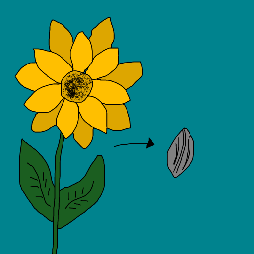 Sunflower Seeds drawing by krissywissy