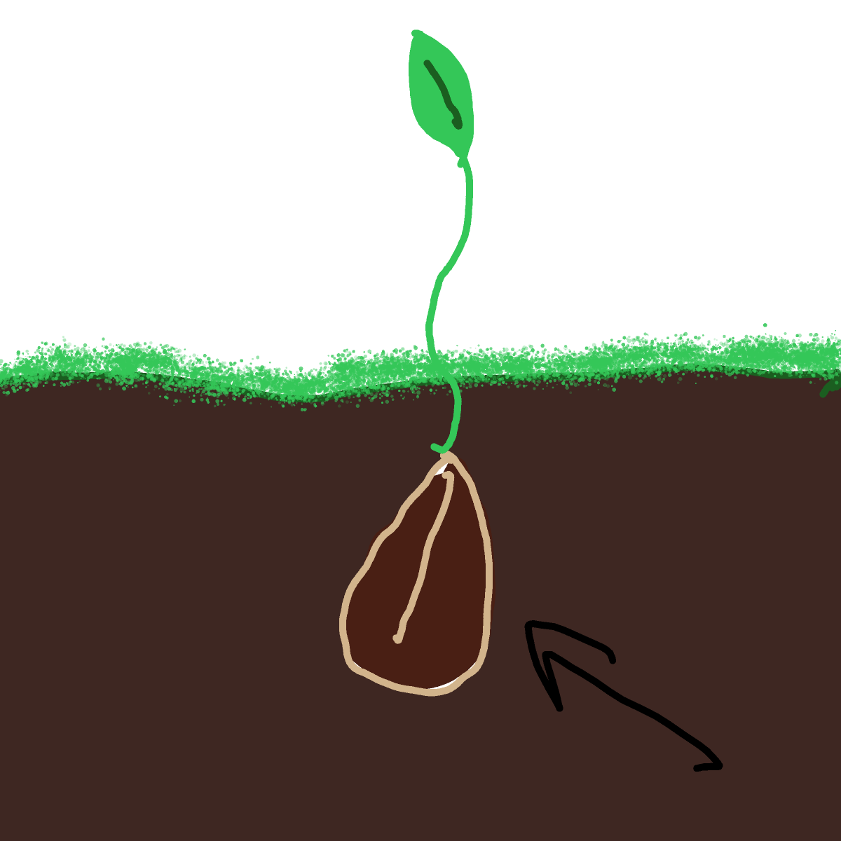 Seed drawing by Guardianoflives