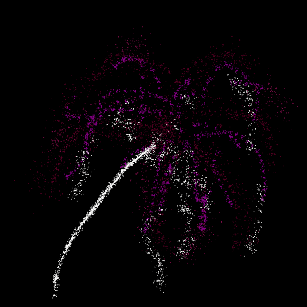 Firework drawing by bones