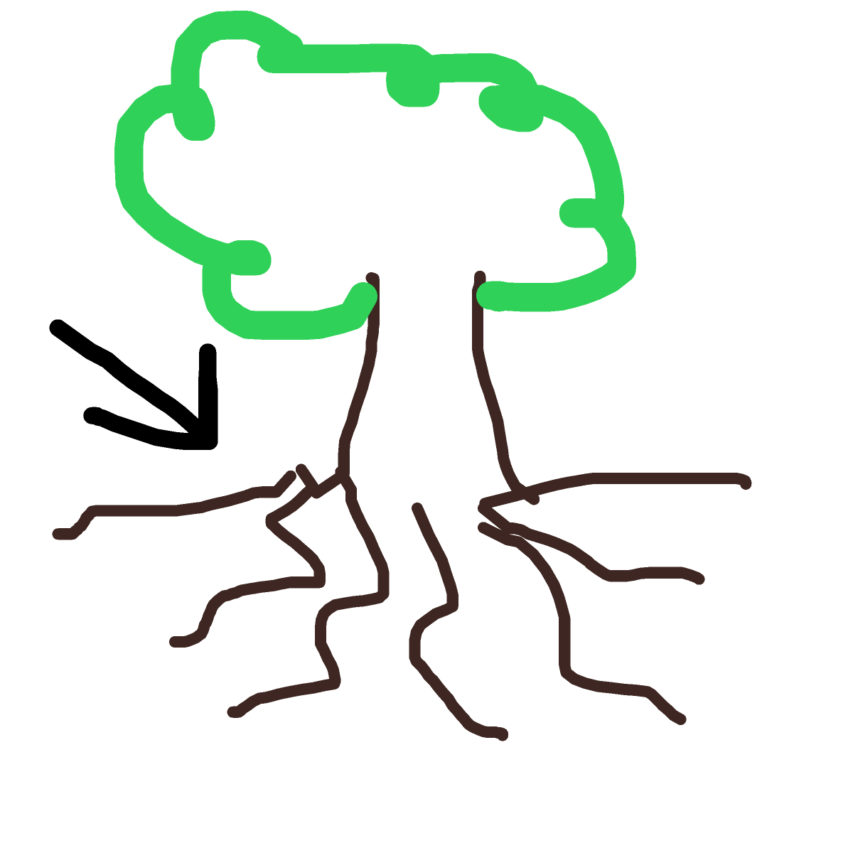 Root drawing by pikapikachuu