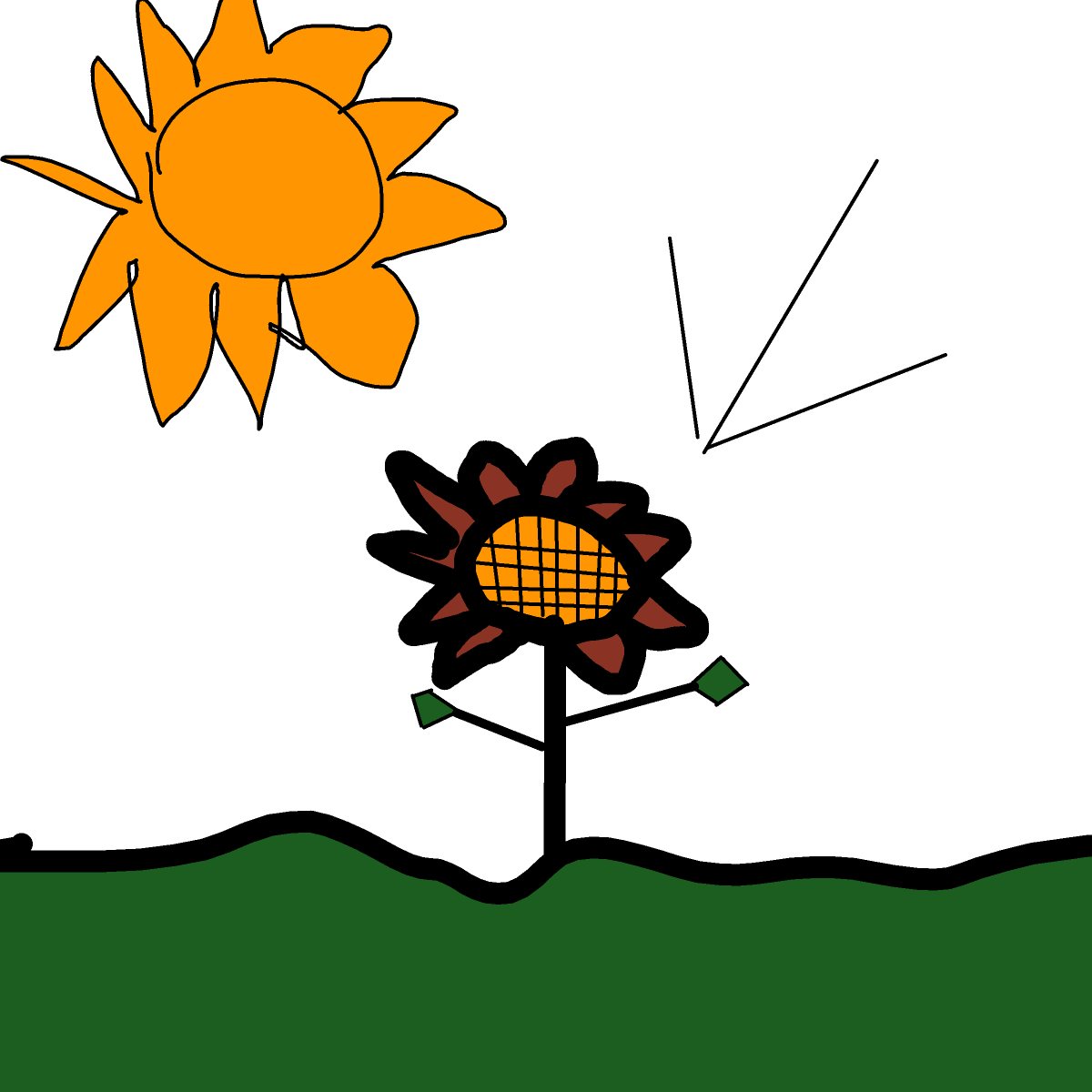 Sunflower drawing by Almog
