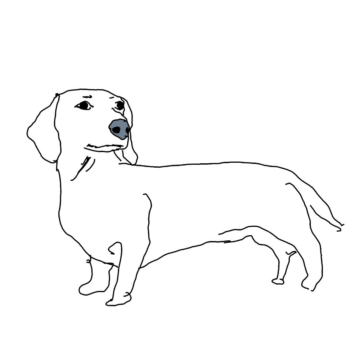 Dachshund drawing by Guardianoflives